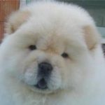 Profile photo of NiangNiang